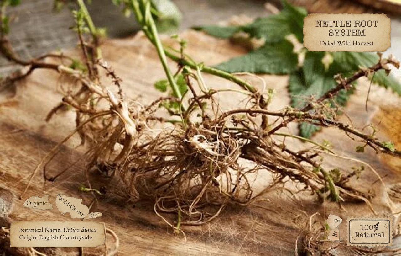 Nettle Root: When to Take It and How to Use It Safely for Men's Urinary Comfort