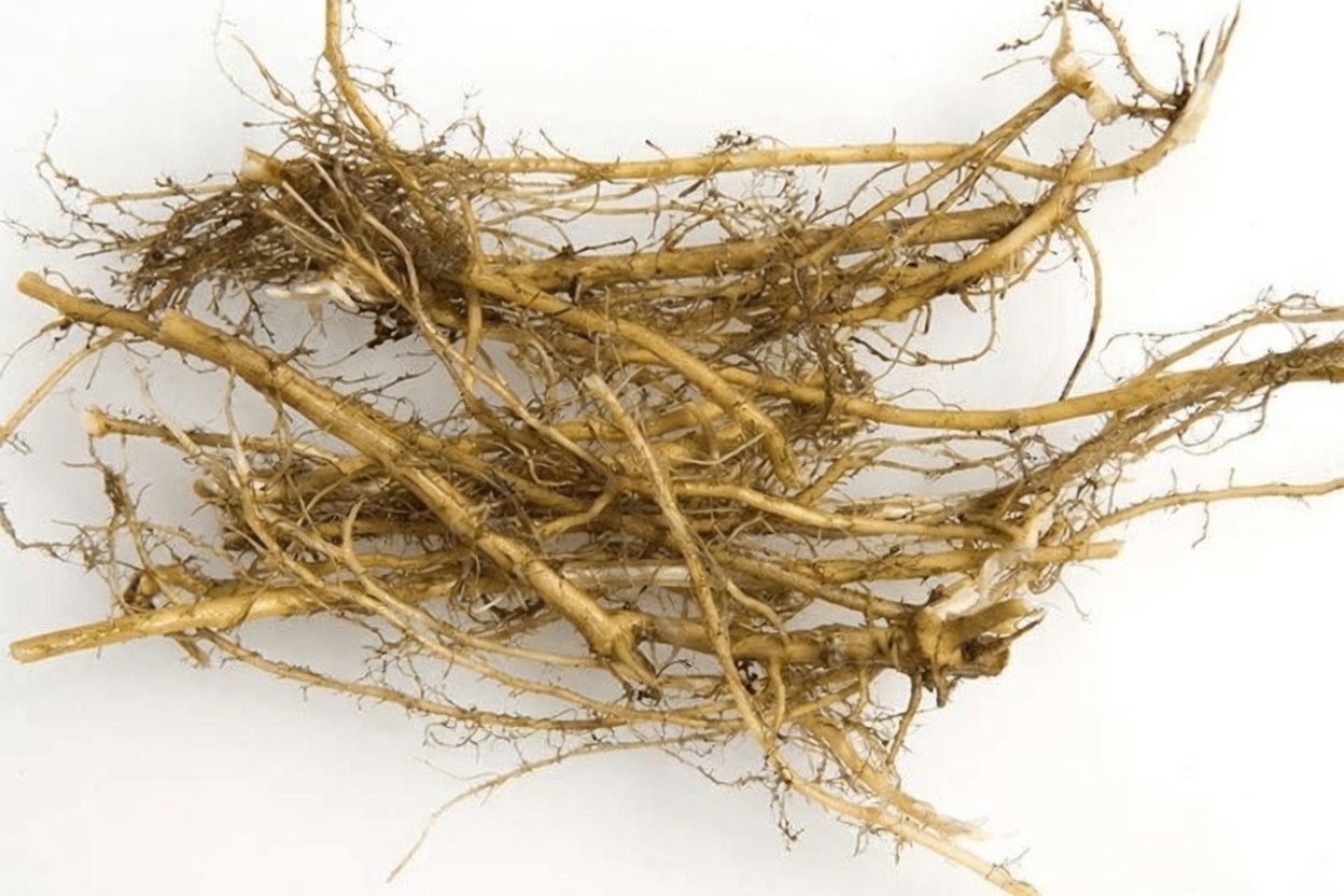 Nettle Root: When to Take It and How to Use It Safely for Men's Urinary Comfort
