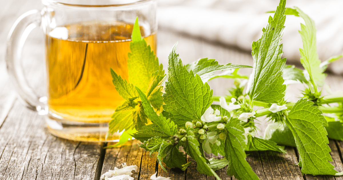 Nettle Root: When to Take It and How to Use It Safely for Men's Urinary Comfort