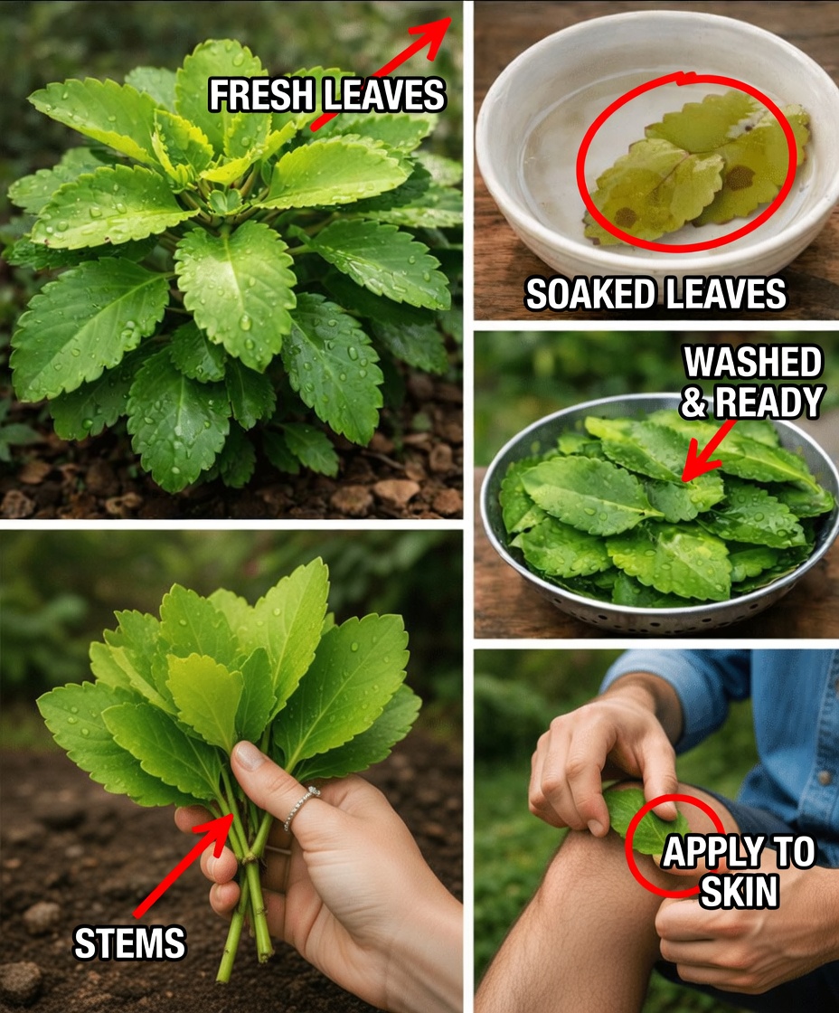 Leaf of Life – The Healing Plant Growing in Your Backyard That Big Pharma Prays You’ll Never Notice