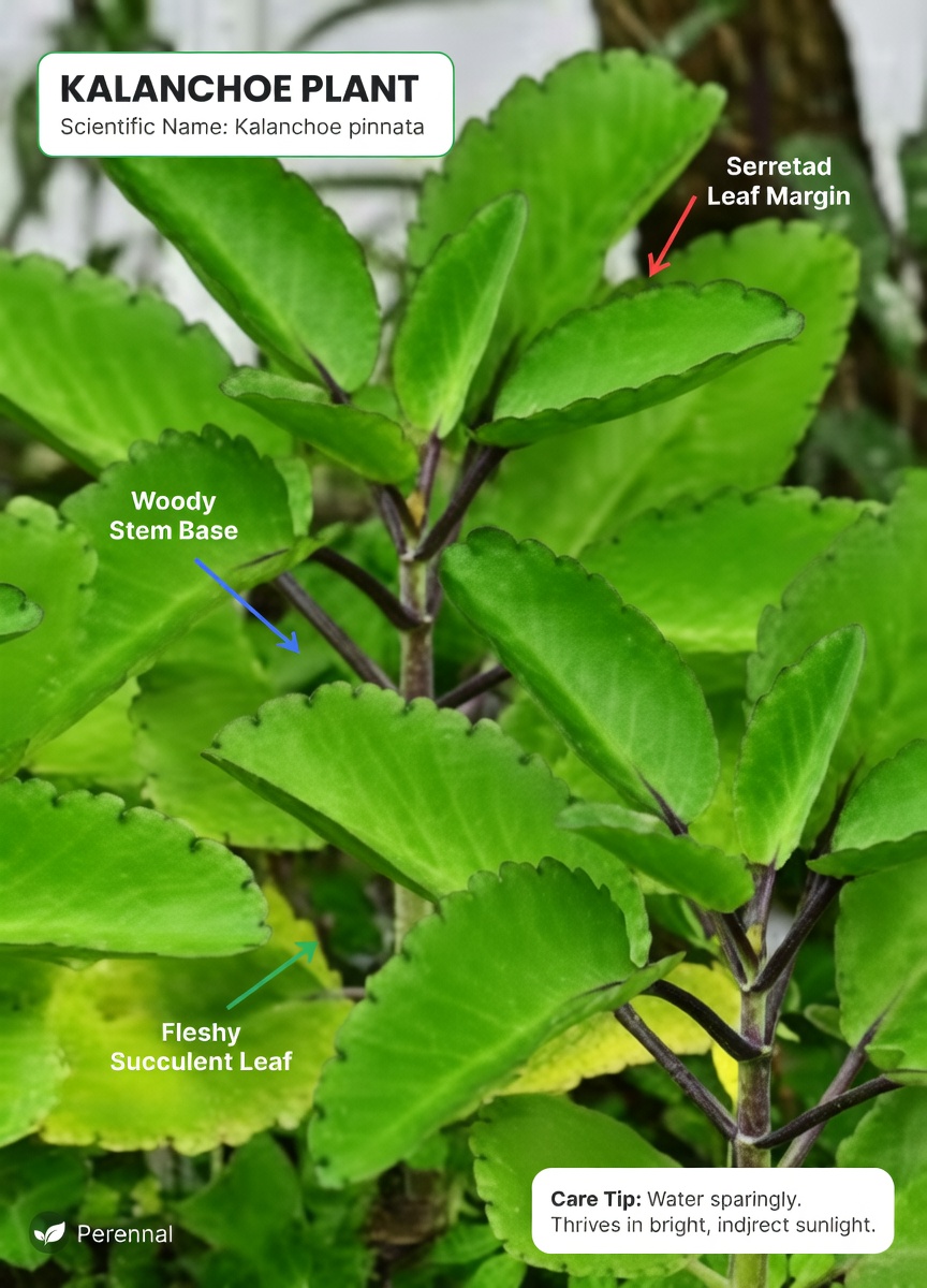Leaf of Life – The Healing Plant Growing in Your Backyard That Big Pharma Prays You’ll Never Notice
