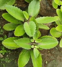 Leaf of Life – The Healing Plant Growing in Your Backyard That Big Pharma Prays You’ll Never Notice