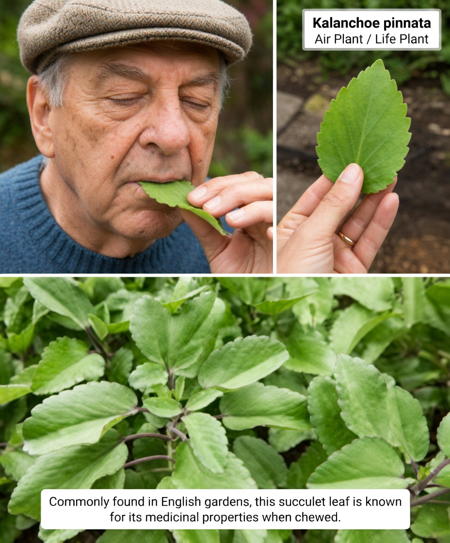 Leaf of Life – The Healing Plant Growing in Your Backyard That Big Pharma Prays You’ll Never Notice