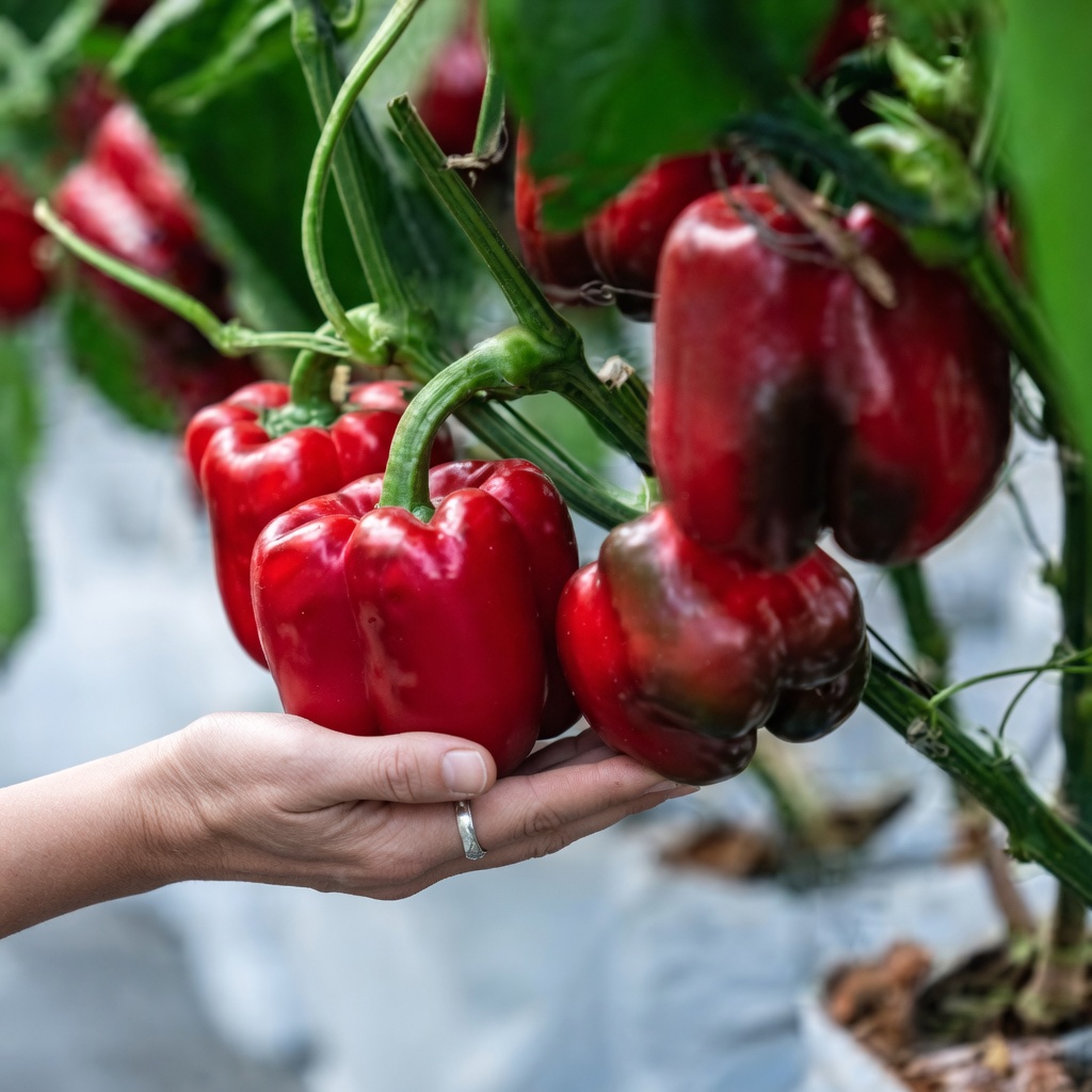 Discover the Top 10 Superfoods That May Help Support Kidney Function and Manage Proteinuria Naturally