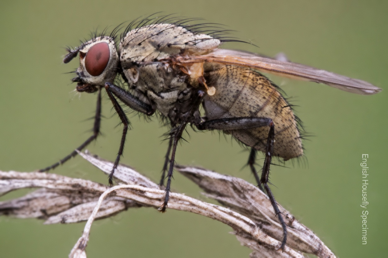 Onions: A Natural Way to Get Rid of Pests