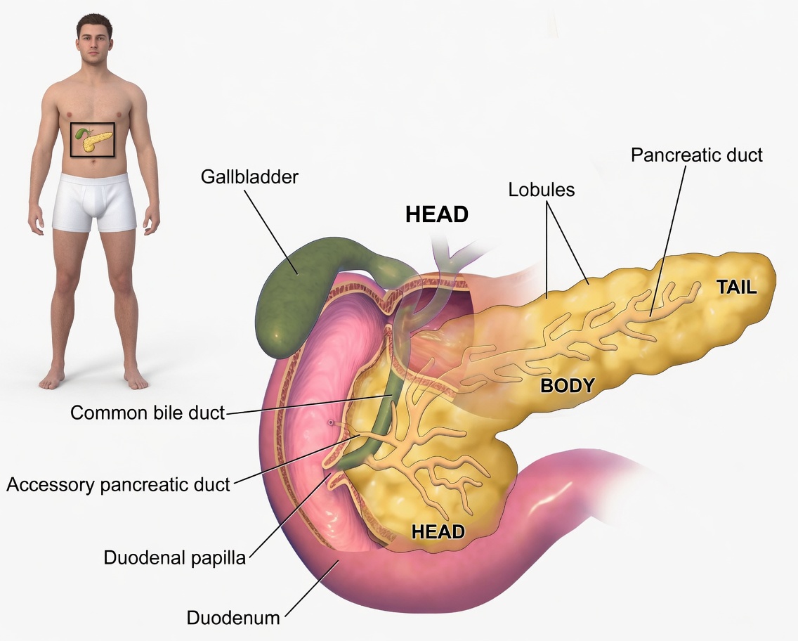 How to Detox Each Organ to Reset Your System
