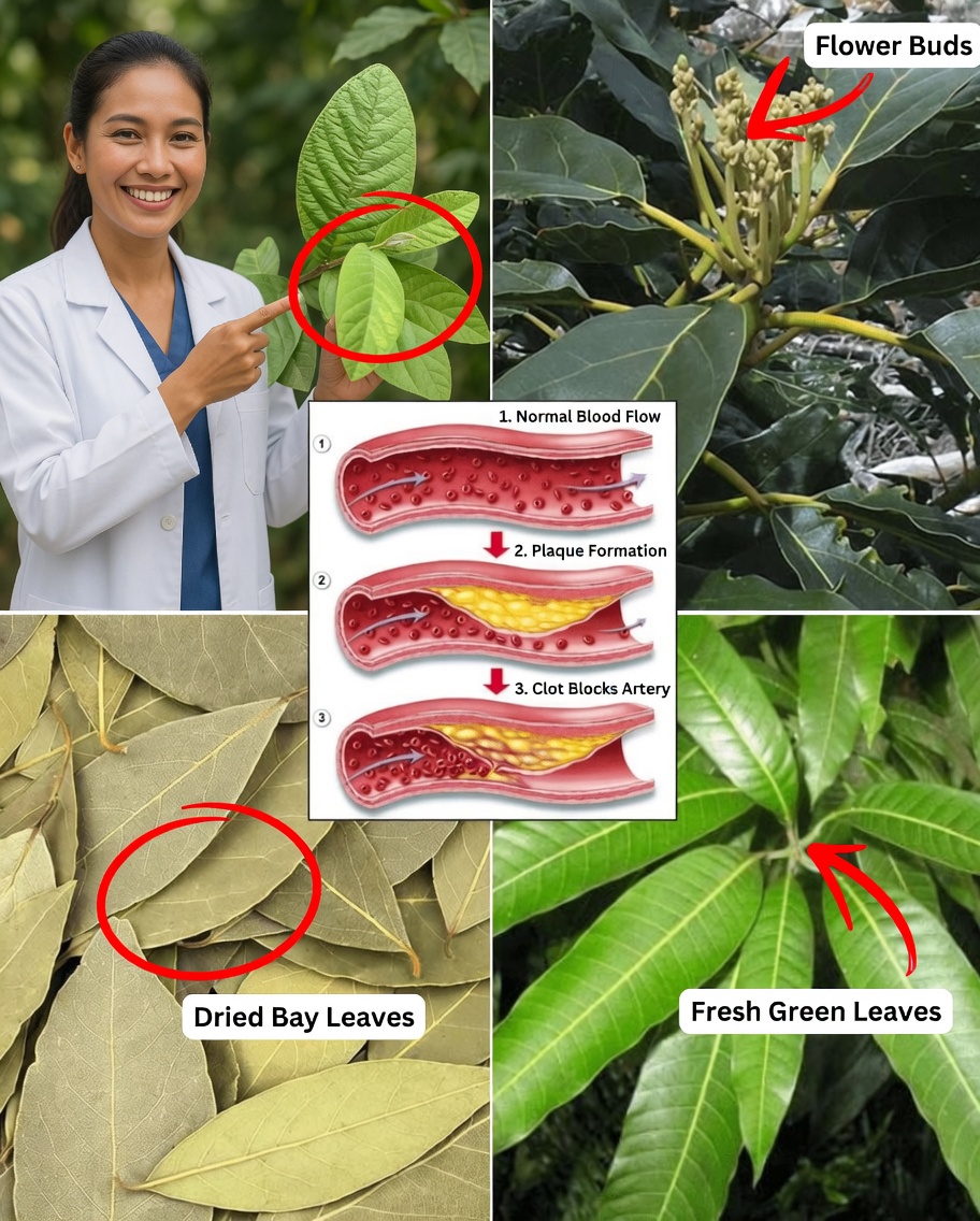 The 4 Powerful Leaves That May Support Diabetes, Cancer Prevention, Fatty Liver, Poor Circulation, and High Blood Pressure