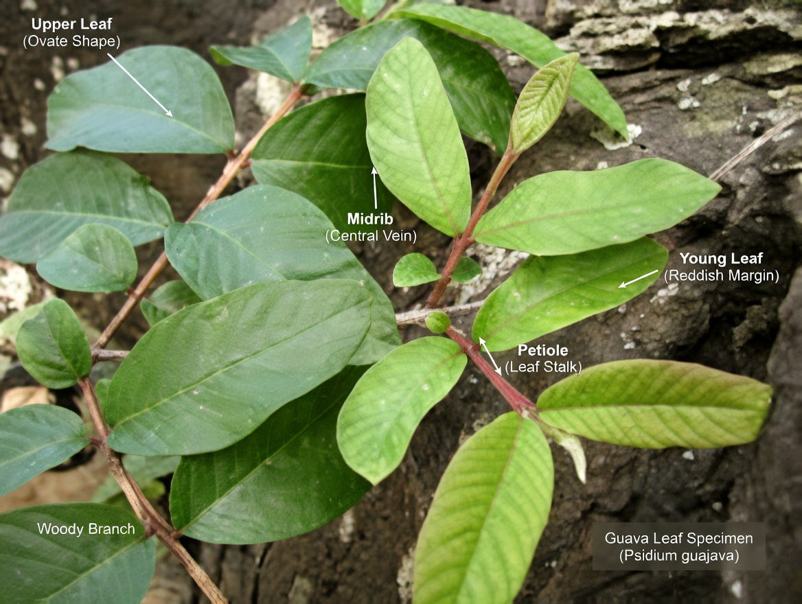 The 4 Powerful Leaves That May Support Diabetes, Cancer Prevention, Fatty Liver, Poor Circulation, and High Blood Pressure