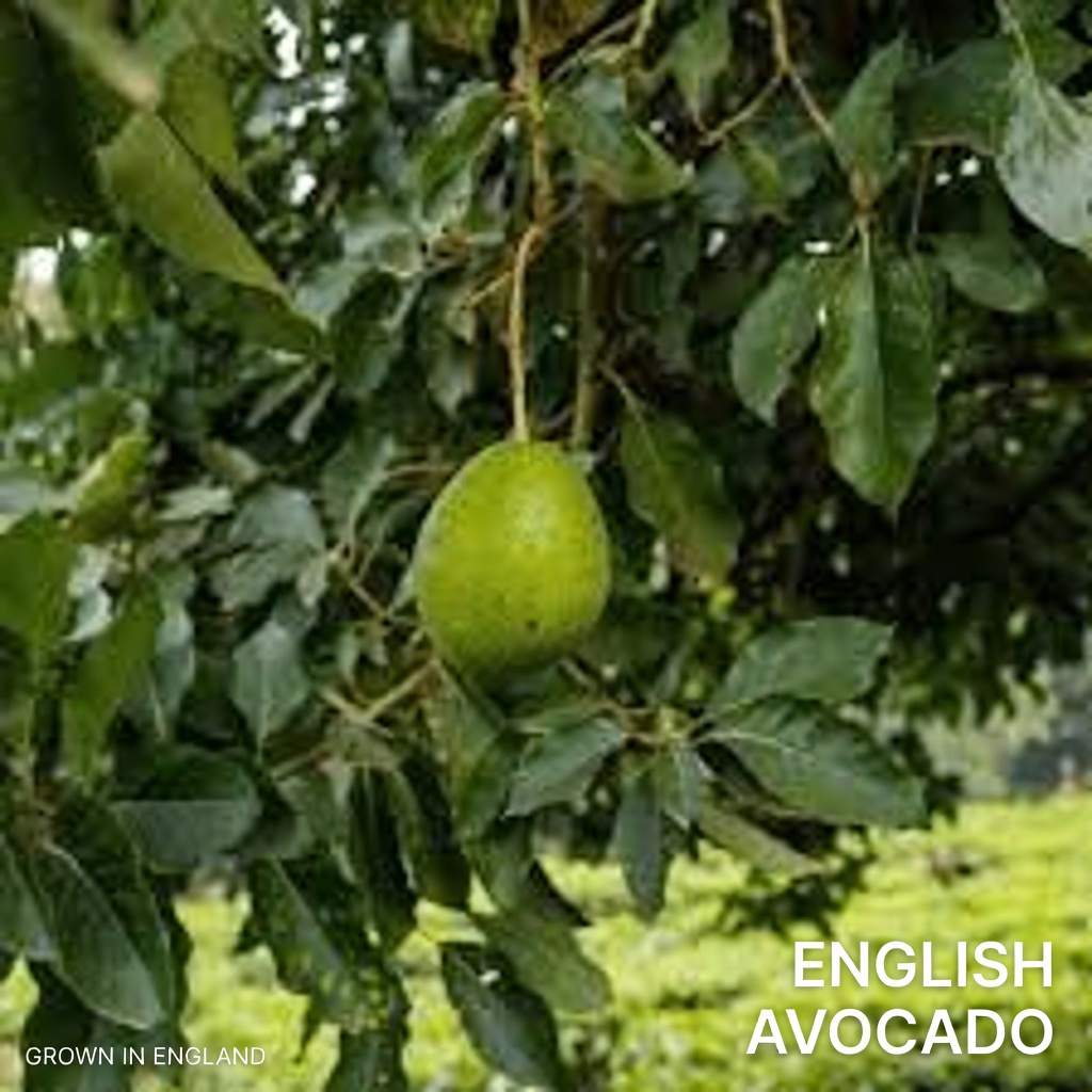 The 4 Powerful Leaves That May Support Diabetes, Cancer Prevention, Fatty Liver, Poor Circulation, and High Blood Pressure