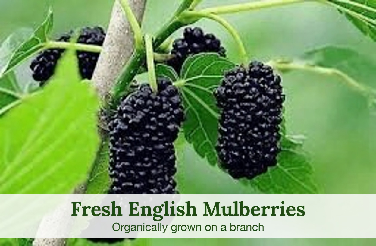 One Leaf That Fights Diabetes, High Blood Pressure, Body Pain, Cholesterol & Poor Circulation — The Natural Remedy You Need!