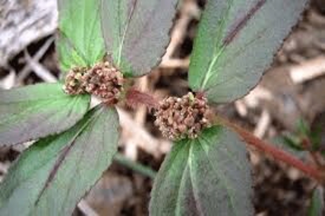 Is Eye Fatigue Affecting You in Your 40s? Discover Safe Ways to Use the Euphorbia hirta Plant for Relief