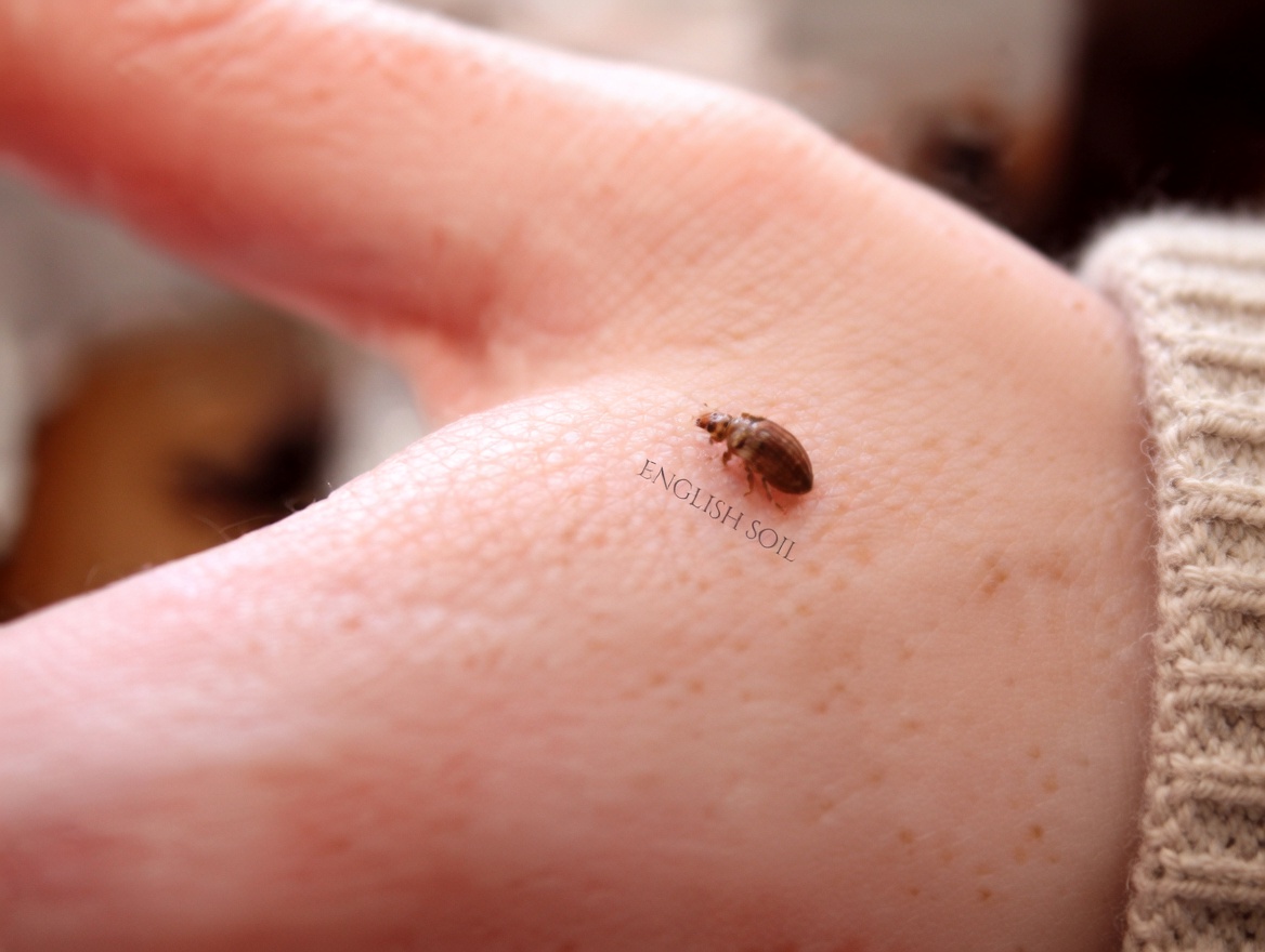 Bedbugs Will Disappear from Your Garden in a Few Minutes by Doing This… Or Will They? The Truth Revealed