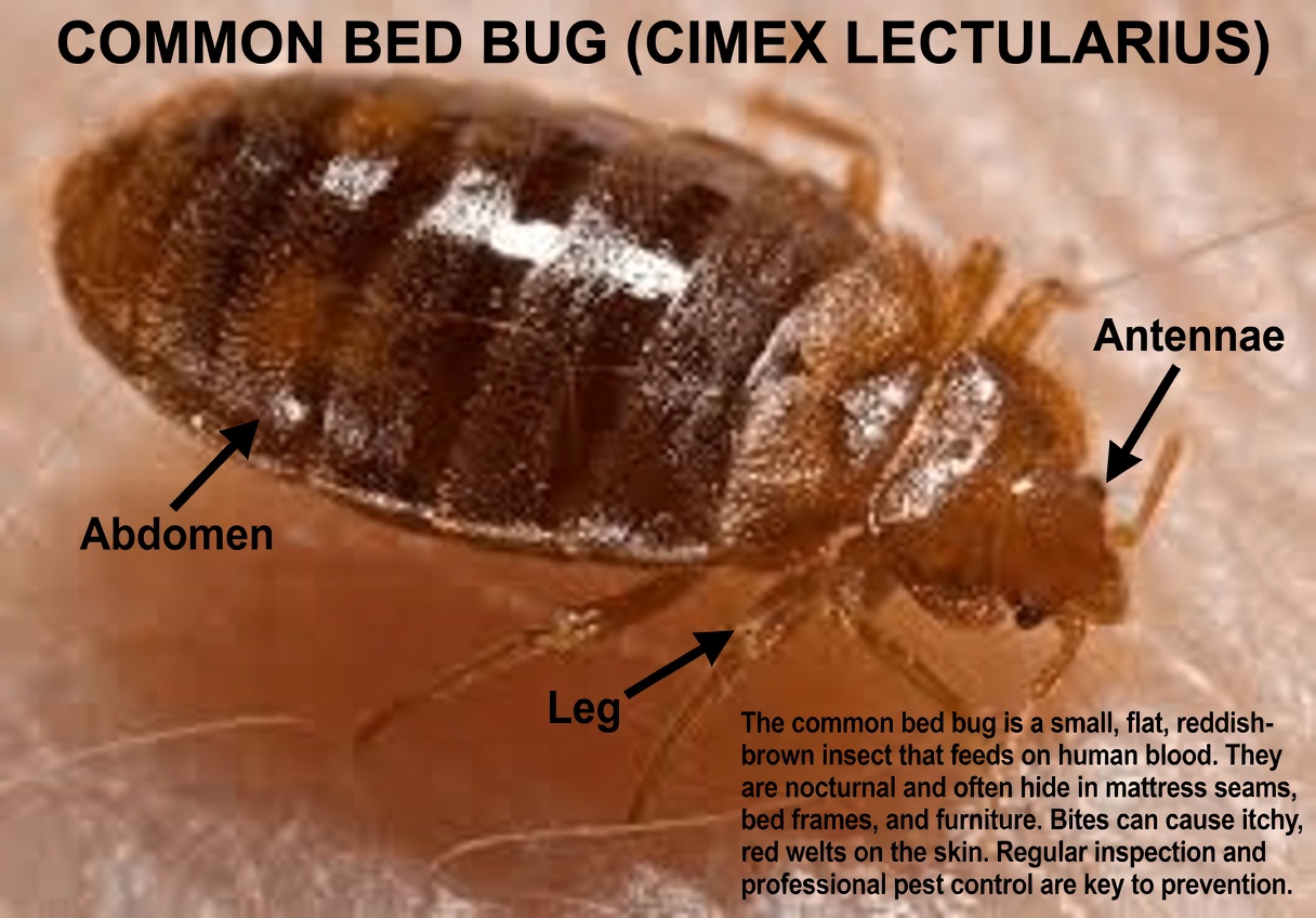 Bedbugs Will Disappear from Your Garden in a Few Minutes by Doing This… Or Will They? The Truth Revealed