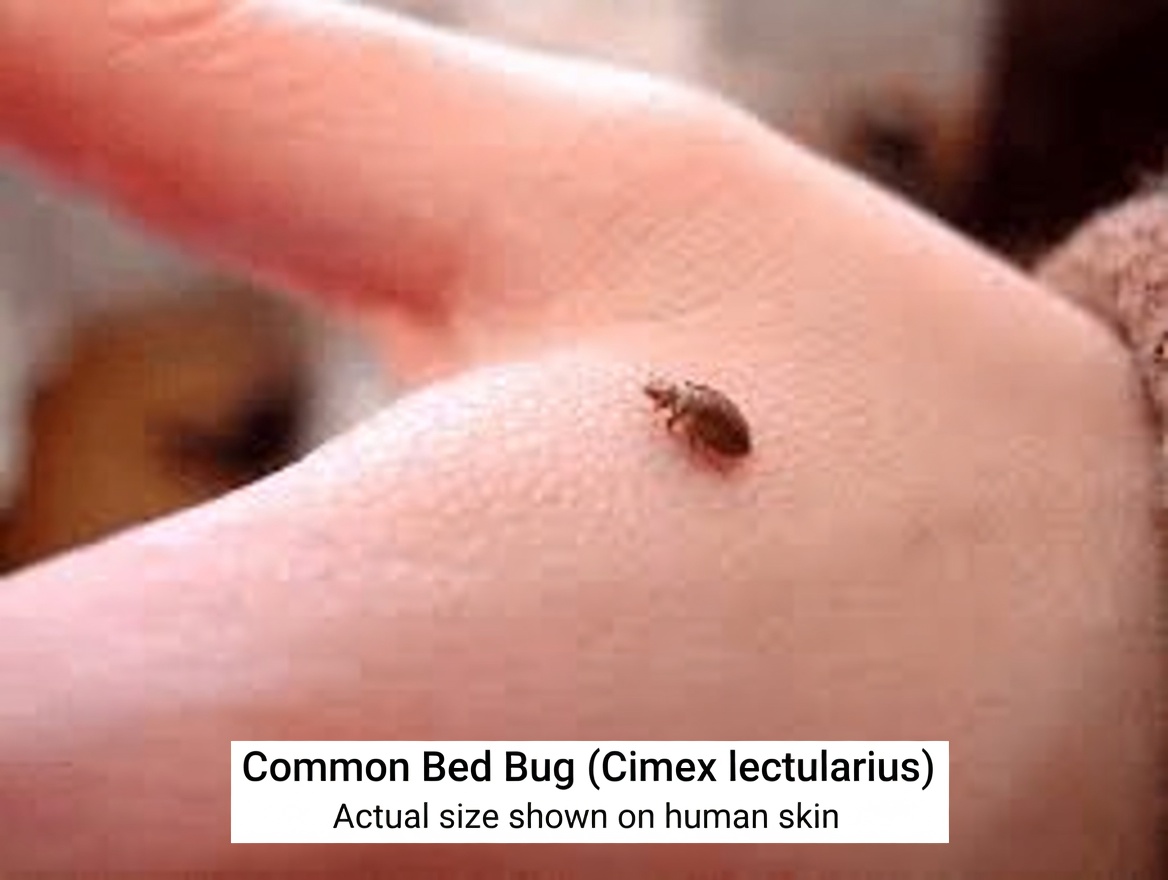 Bedbugs Will Disappear from Your Garden in a Few Minutes by Doing This… Or Will They? The Truth Revealed