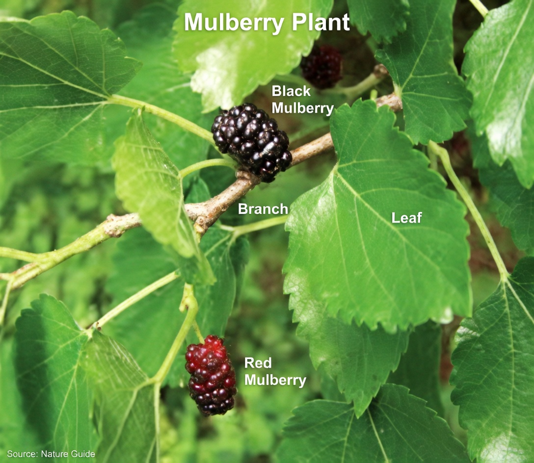 Unlock the Power of This Leaf: A Natural Ally Against Diabetes and Bad Cholesterol