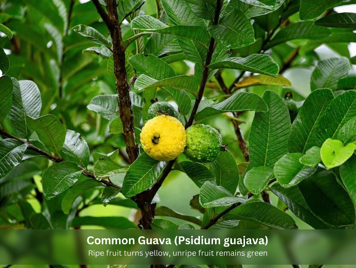Unlock Nature’s Secret for Your Smile: Top 3 Guava Leaf Remedies to Support Daily Oral Care