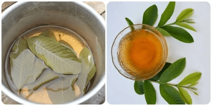Unlock Nature’s Secret for Your Smile: Top 3 Guava Leaf Remedies to Support Daily Oral Care