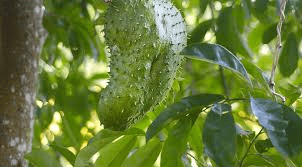 The Powerful Leaf People Are Talking About — What the Research Really Says