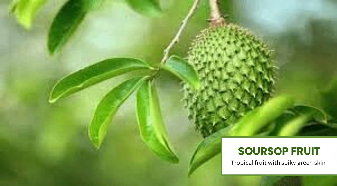 The Powerful Leaf People Are Talking About — What the Research Really Says