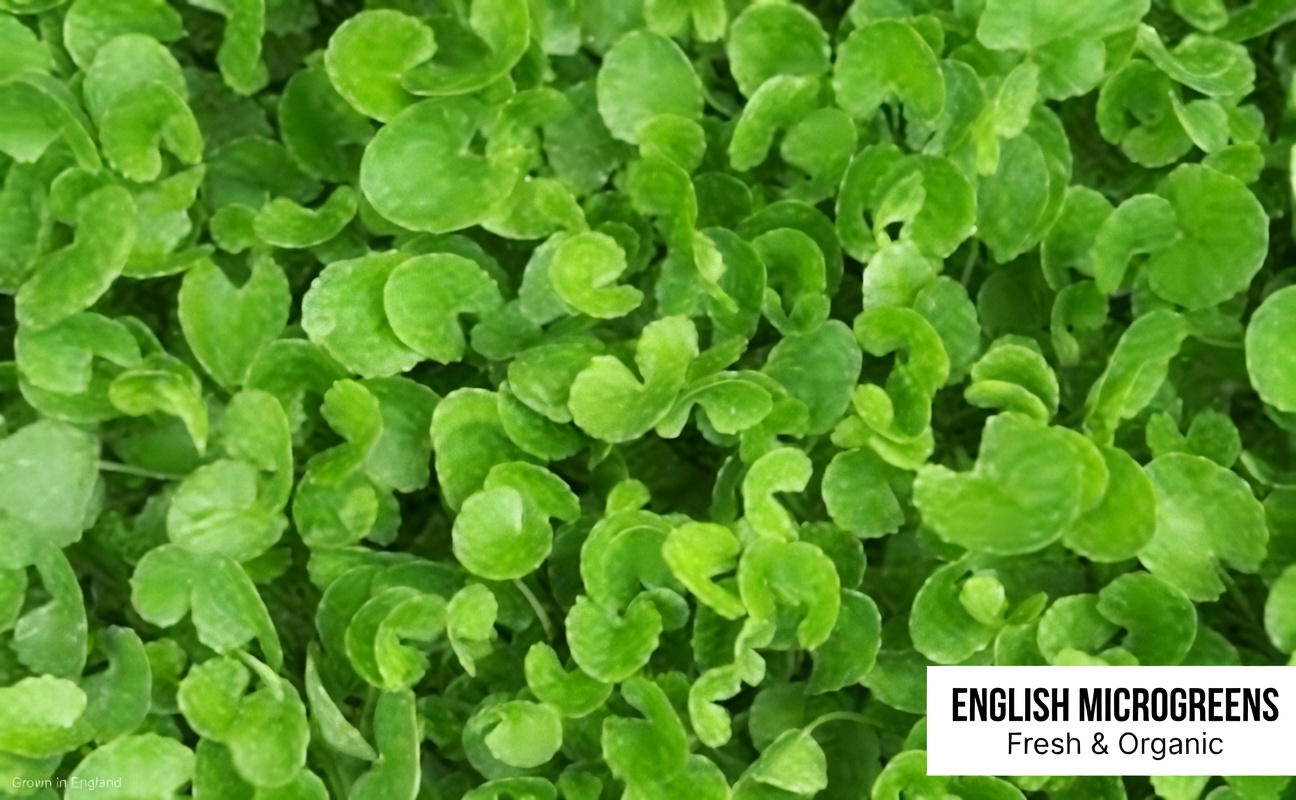 5 Ordinary Vegetables That Can Quietly Lower Your Creatinine and Boost GFR (Even If Your Doctor Is Already Worried)