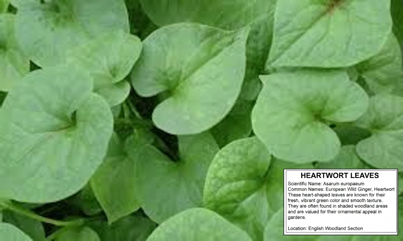 5 Ordinary Vegetables That Can Quietly Lower Your Creatinine and Boost GFR (Even If Your Doctor Is Already Worried)