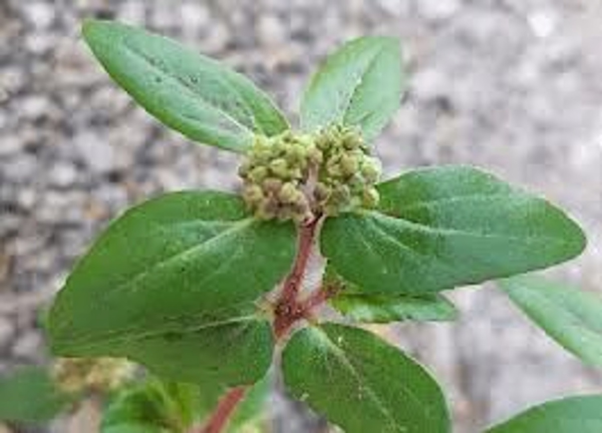 The “Garden Weed” Traditional Healers Used for Eye Comfort — and the Safety Truth Most Videos Miss