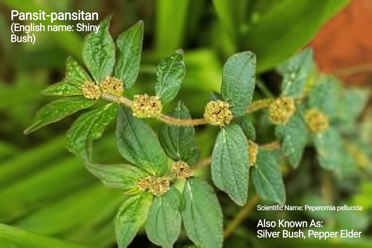 The “Garden Weed” Traditional Healers Used for Eye Comfort — and the Safety Truth Most Videos Miss