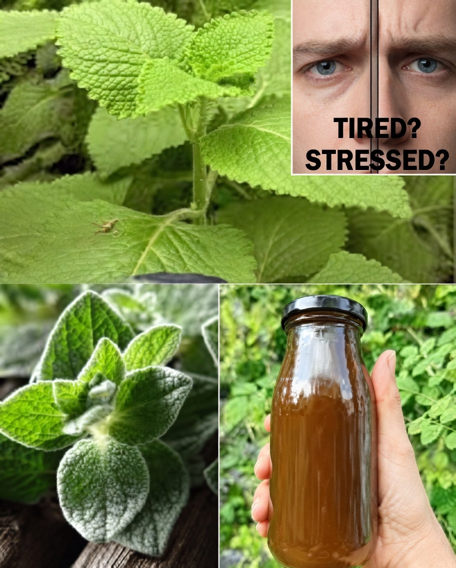 Oregano for Eyes: Could This Everyday Herb Support Your Vision After 40?