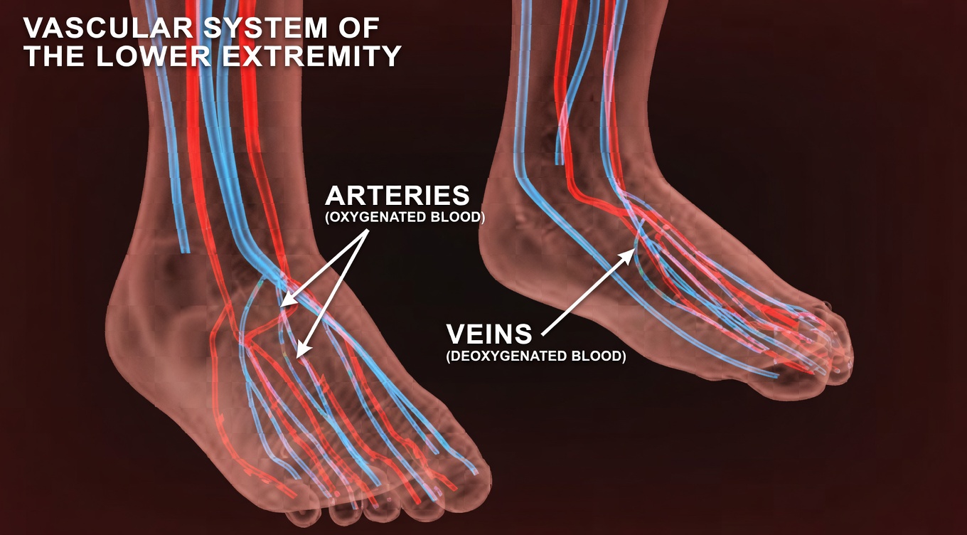 One Vitamin That May Help Support Better Circulation in the Legs and Feet Naturally