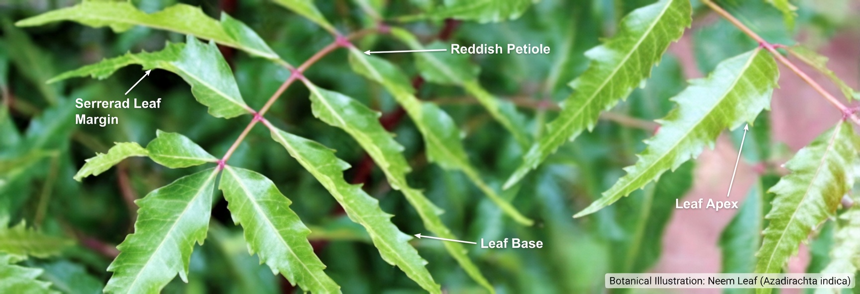 Eat One Neem Leaf Every Morning for 30 Days – Here’s What Science Says May Happen to Your Body After 45