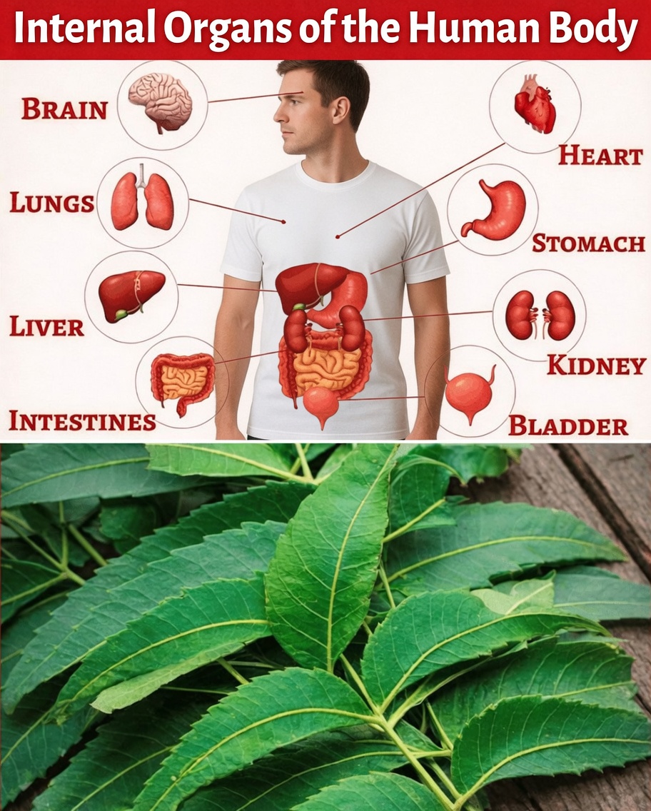 Eat One Neem Leaf Every Morning for 30 Days – Here’s What Science Says May Happen to Your Body After 45