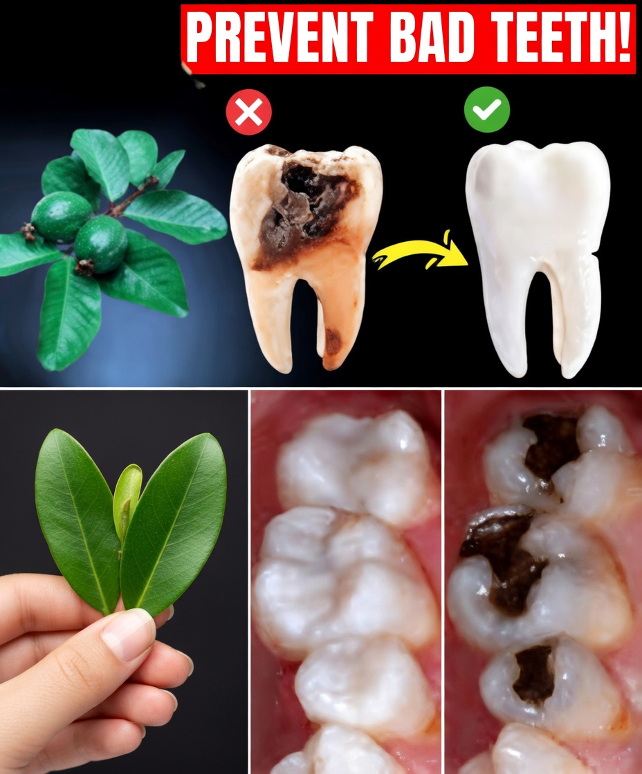 Top 3 Natural Ways to Support Tooth Health Using Guava Leaves – Simple and Cost-Effective!