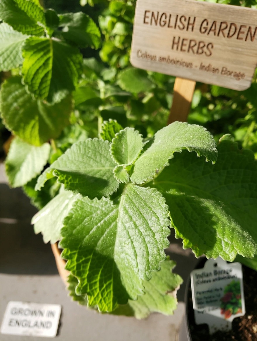 Blurry Vision Creeping In? This Oregano Leaf Drink Trend Might Surprise You