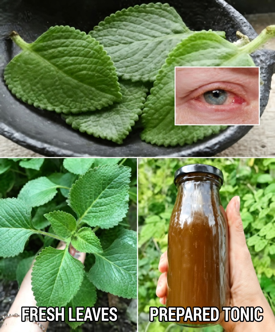 Blurry Vision Creeping In? This Oregano Leaf Drink Trend Might Surprise You