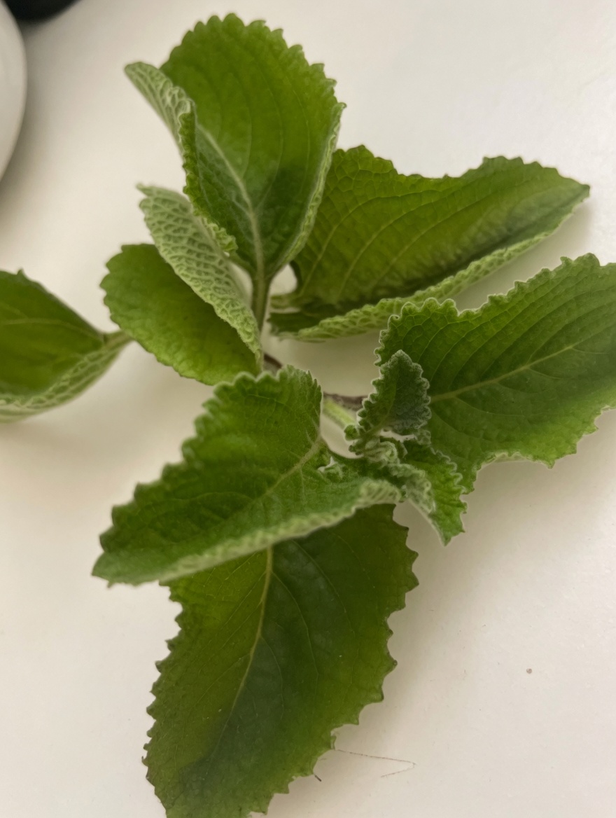 Blurry Vision Creeping In? This Oregano Leaf Drink Trend Might Surprise You