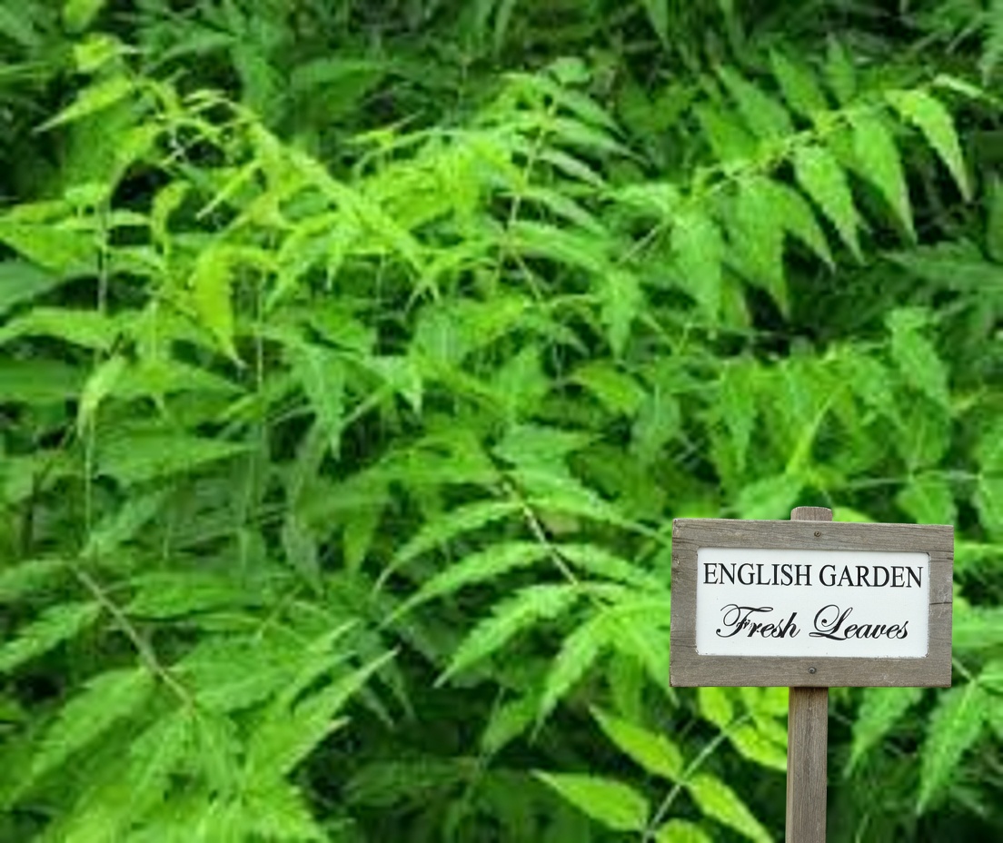 Eat One Neem Leaf Daily, Watch What Happens!