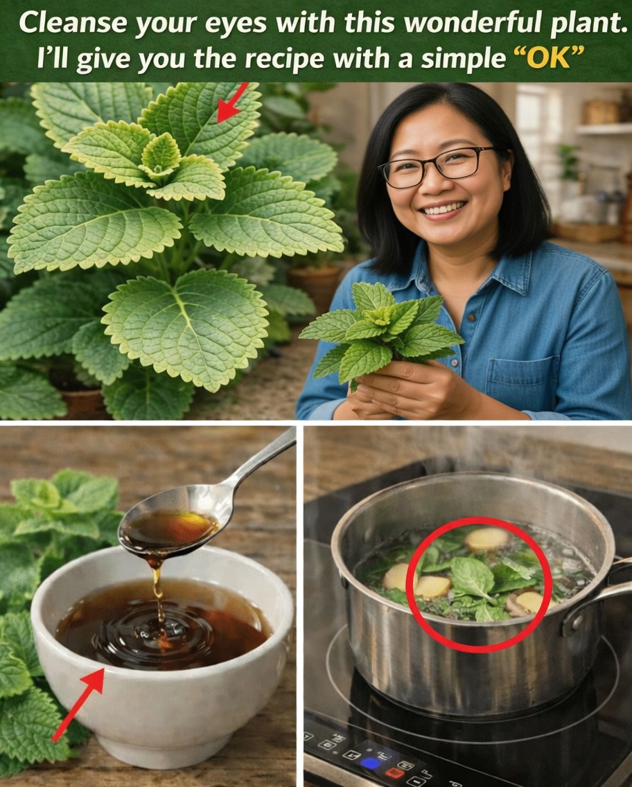 How Oregano Orejón Supports Eye Health Naturally: Tips for Including This Herb in Your Vision Wellness Routine