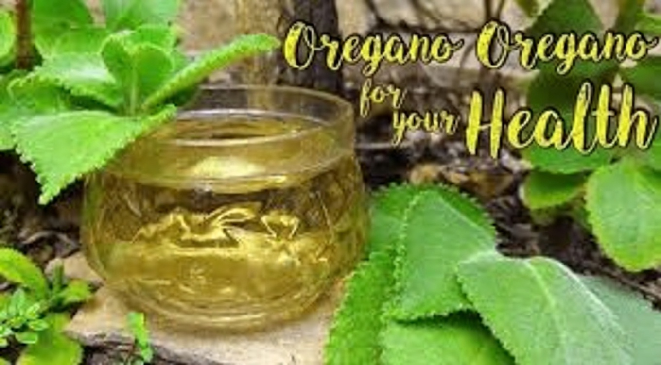 How Oregano Orejón Supports Eye Health Naturally: Tips for Including This Herb in Your Vision Wellness Routine