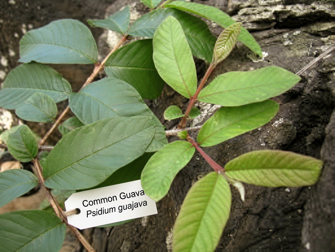 1 Leaf That Lowers Blood Sugar, Melts Fat & Clears Arteries FAST – The Shocking Science Behind Nature’s Hidden Powerhouse