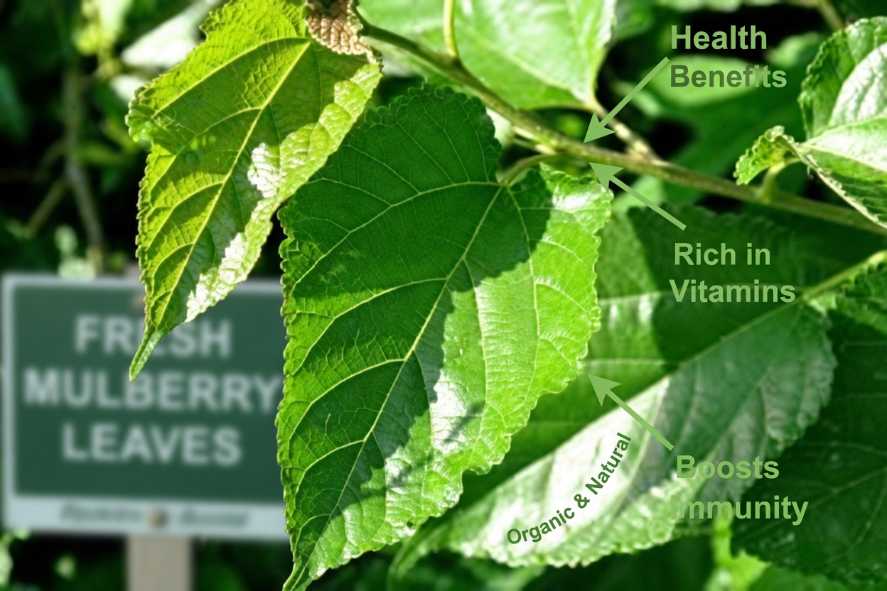 1 Leaf That Lowers Blood Sugar, Melts Fat & Clears Arteries FAST – The Shocking Science Behind Nature’s Hidden Powerhouse