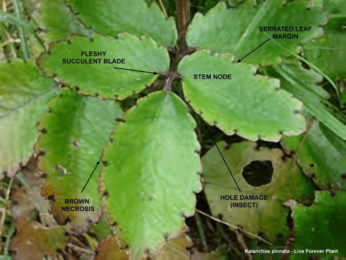Leaf of Life – The Healing Plant Growing in Your Backyard That Big Pharma Prays You’ll Never Notice