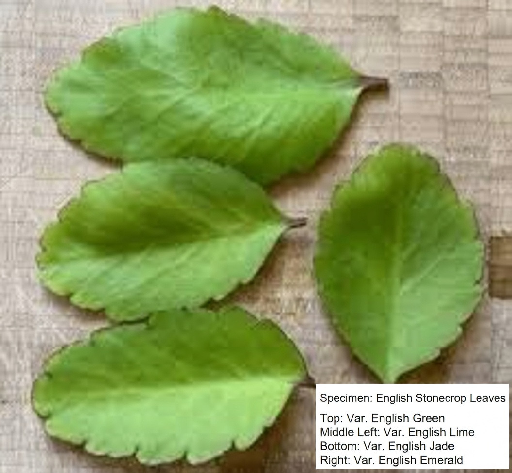Leaf of Life – The Healing Plant Growing in Your Backyard That Big Pharma Prays You’ll Never Notice