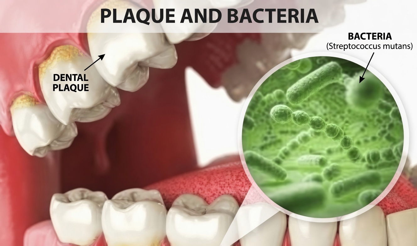 How Holy Basil (Tulsi) May Naturally Support Stronger Teeth, Healthier Gums, Fresher Breath, and Cavity Prevention