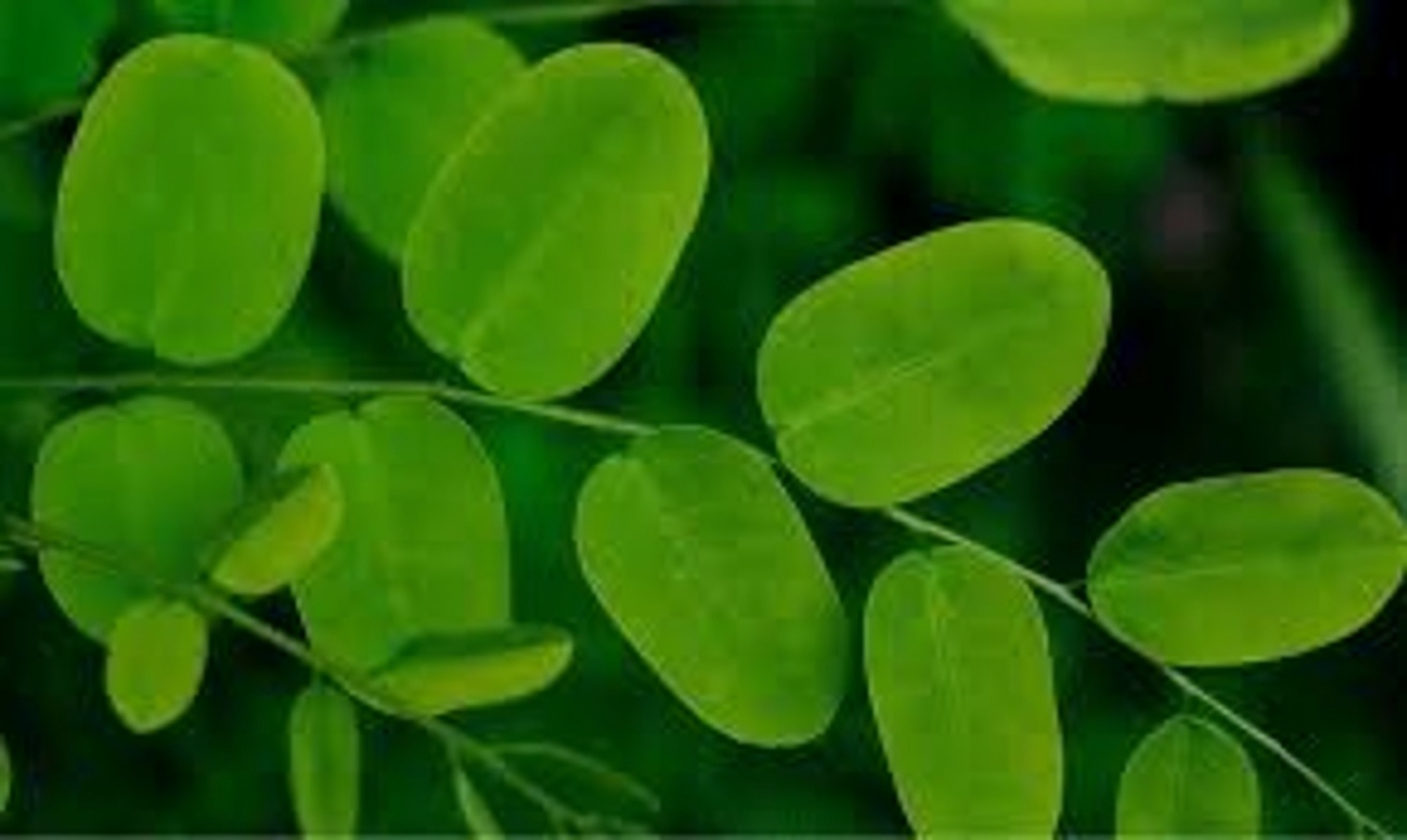 Unveiled: The Hidden Leaf That Could Change the Fight Against Cancer