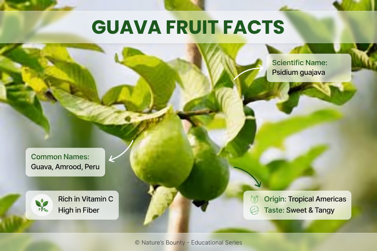 Top 3 Simple Ways to Use Guava Leaves to Support Healthier Teeth and Gums at Home