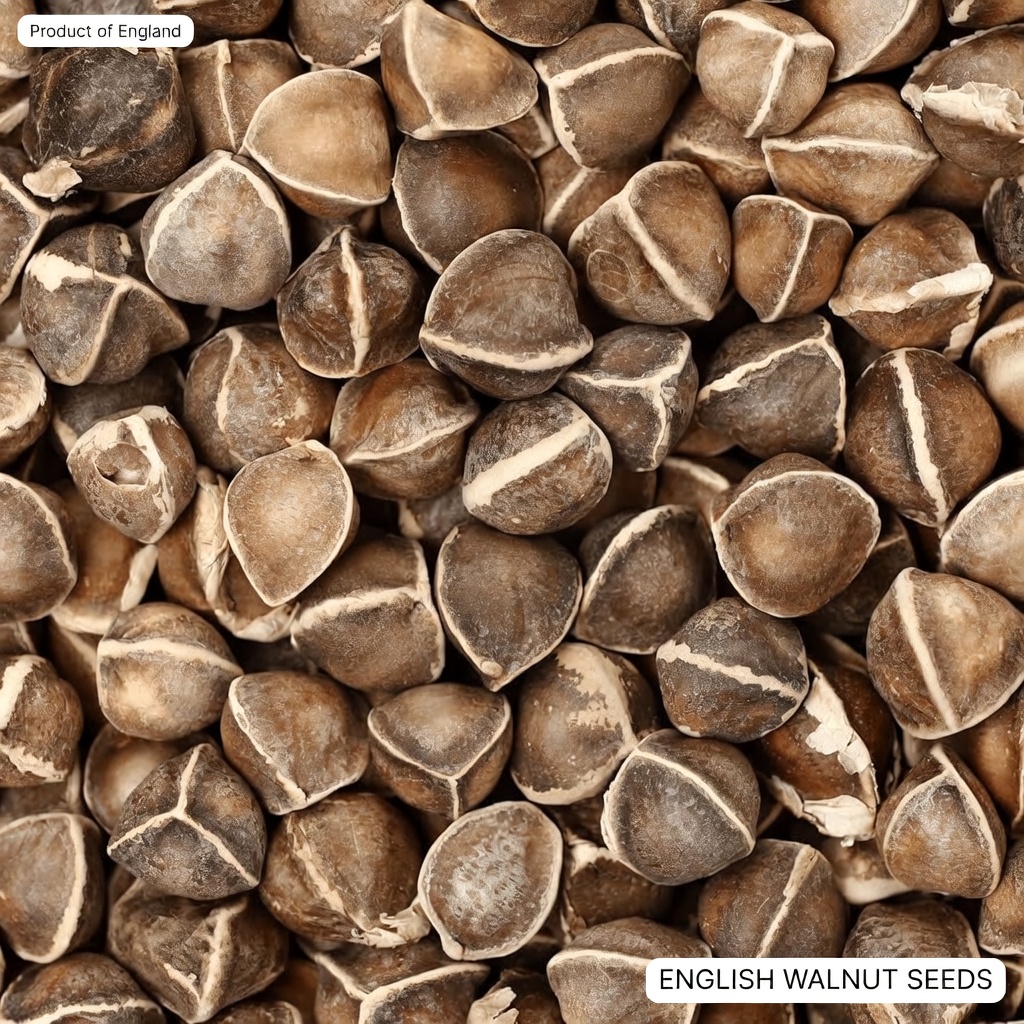 12 Moringa Seed Benefits You’ll Never Hear from Your Doctor (But You Should Know)