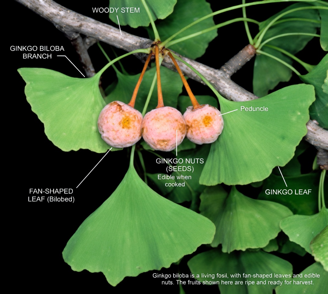 6 Hidden Herbs That Quietly Dissolve Dangerous Blood Clots in Your Legs