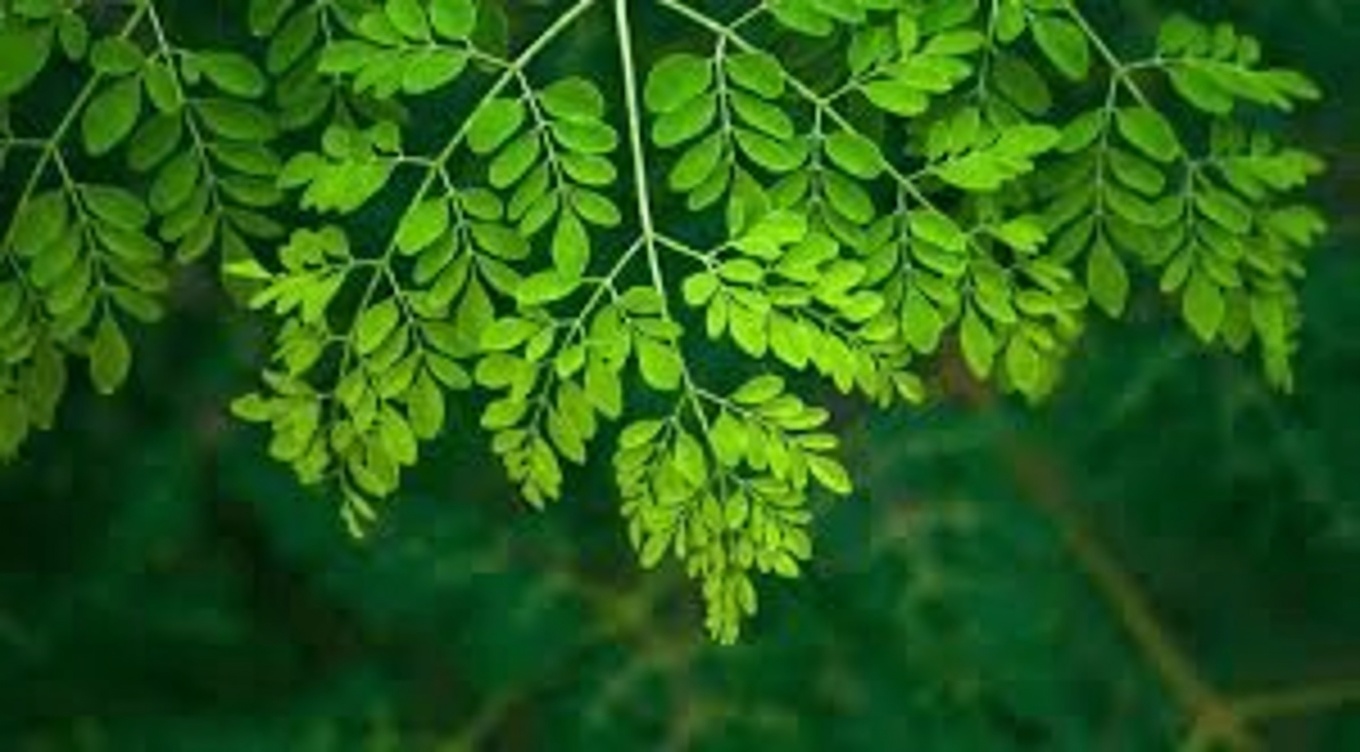 MIRACLE! 1 Leaf DESTROYS DIABETES, Bad Cholesterol, and BELLY FAT! | Senior Health