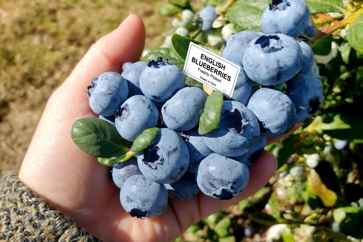 Seniors: Never Eat Blueberries with These 3 Common Foods (Unlock Their Full Potential for Healthy Aging Instead)
