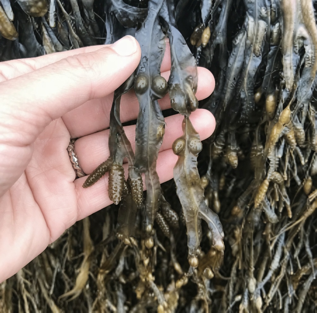 Natural Herbs and Leaves That May Support Thyroid Health: Forgotten Secrets You Should Know